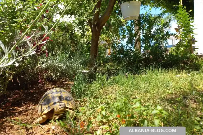 Turtle walking on grass at Valza Boutique Hotel Vlore garden
